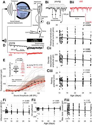 Metabolic decline in an insect ear: correlative or causative for age-related auditory decline?